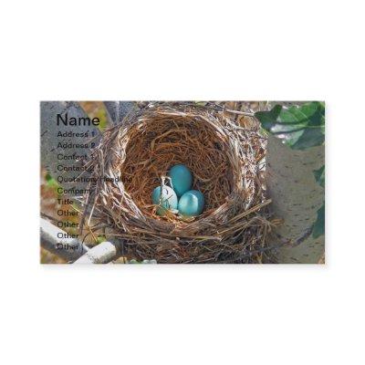 Robin Eggs in a Backyard Tree Nest