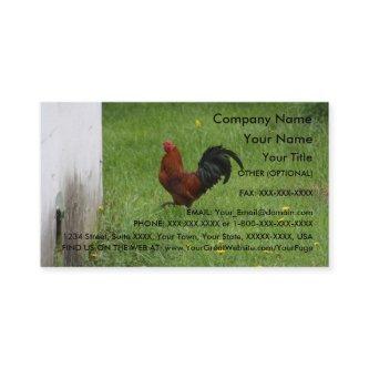 Rooster-  template