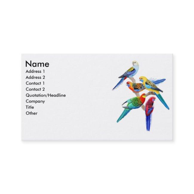 Rosella Parrots