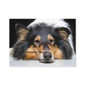 Rough collie dog beautiful photo