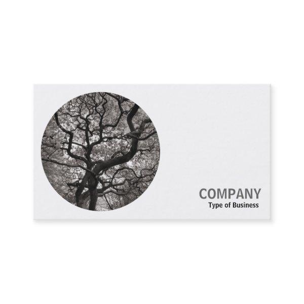 Round Photo - Japanese Maple Tree