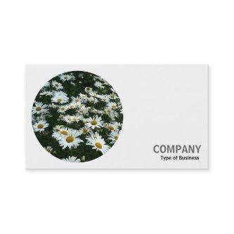 Round Photo - Shasta Daisies