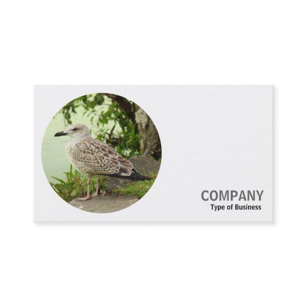 Round Photo - Young Herring Gull