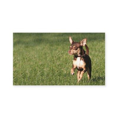 Running chihuahua business or profile card