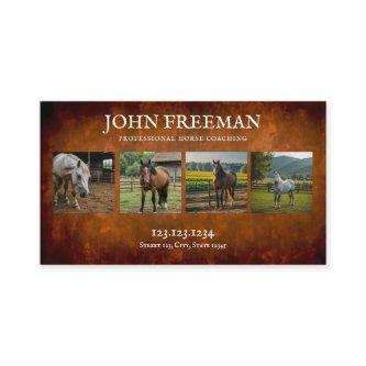 Rustic Brown and White Horses Photos Equine
