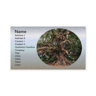 Rustic Old Olive Tree