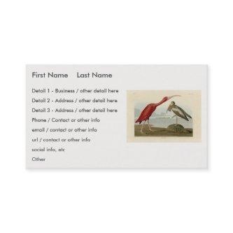 Scarlet Ibis - from Audubon's Birds of America