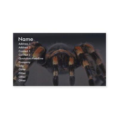 Scary Tarantula spider
