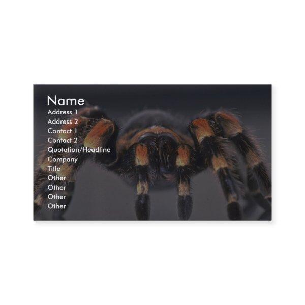 Scary Tarantula spider