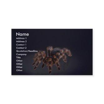 Scary Tarantula spider