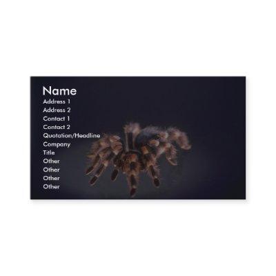 Scary Tarantula spider