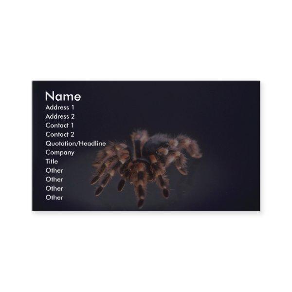 Scary Tarantula spider