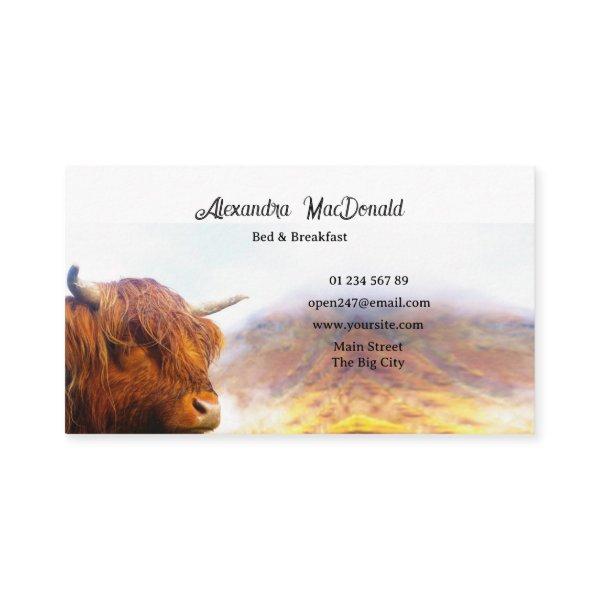 Scottish highland cow
