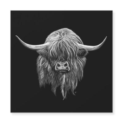 Scottish Highland Cow In Black And White