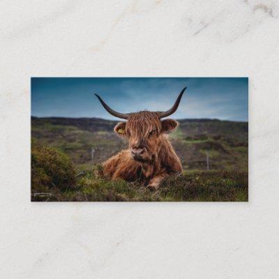 Scottish Highland Cow Rancher