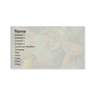 Sea Anemone Scientific Nature Ocean