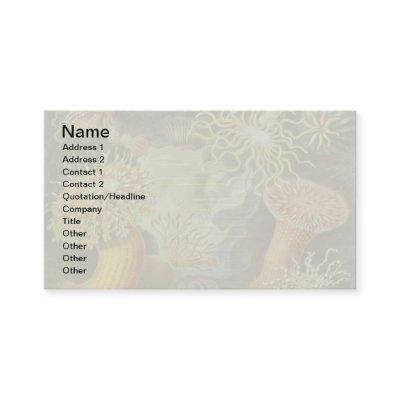 Sea Anemone Scientific Nature Ocean
