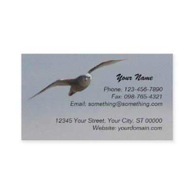 Seagull