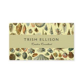 Seashell Shell Mollusk Clam Elegant Classic Art