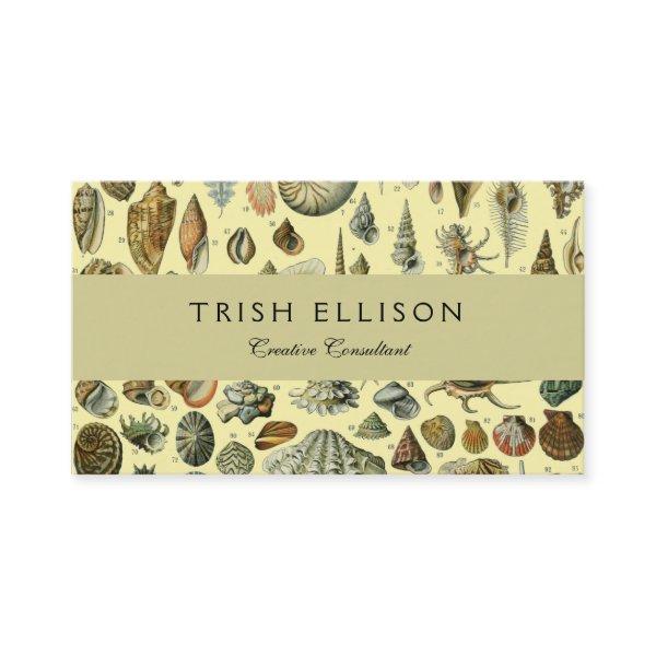Seashell Shell Mollusk Clam Elegant Classic Art