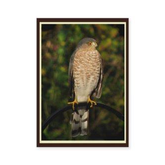 Sharp-Shinned Hawk ATC