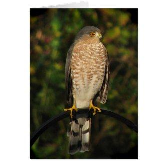 Sharp-shinned Hawk Blank Card