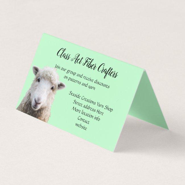 Sheep Lamb Standing