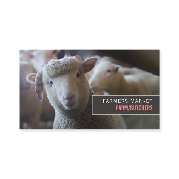 Sheep Portrait, Farmer & Butcher