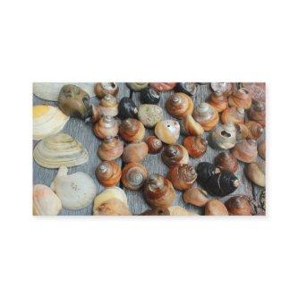 shell collection mostly golden snail shells