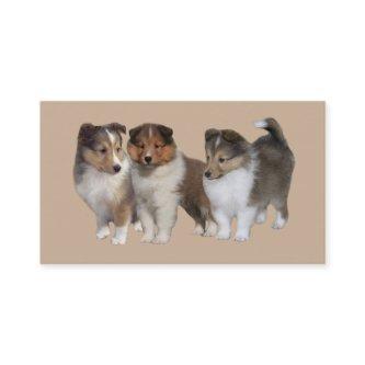 Sheltie Breeder