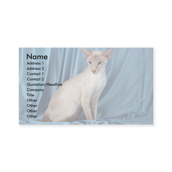 Siamese, lilac point