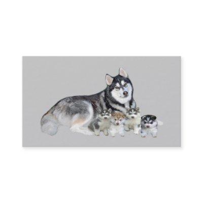 Siberian Husky Breeder