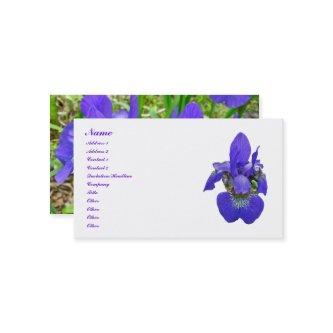 Siberian Iris