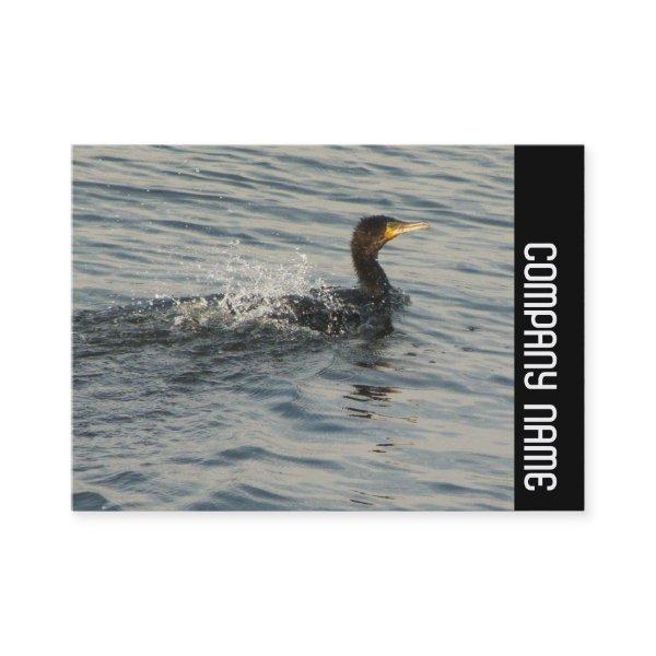 Side Band - Cormorant Learning to Swim