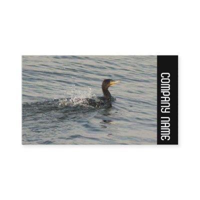 Side Band - Cormorant Learning to Swim