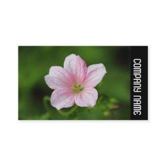 Side Band -  Geranium