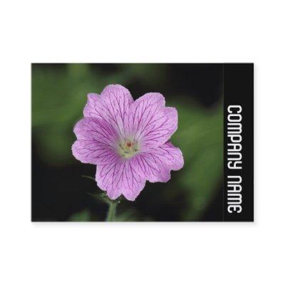 Side Band - Geranium Endressii