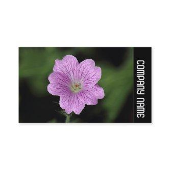 Side Band -  Geranium Endressii