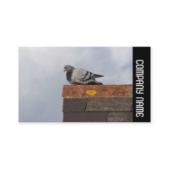 Side Band -  Good Morning Pigeon