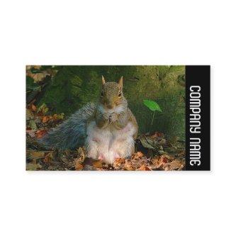 Side Band - Grey Squirrel
