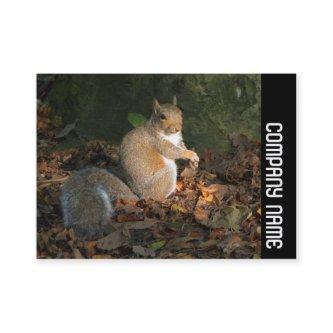Side Band - Grey Squirrel