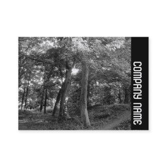 Side Band - Summer in the Woods