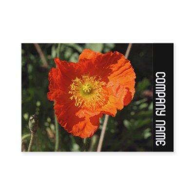 Side Band - Welsh Poppy (Orange)
