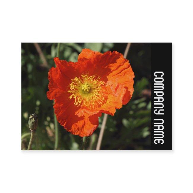 Side Band - Welsh Poppy (Orange)
