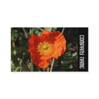 Side Band -  Welsh Poppy (Orange)