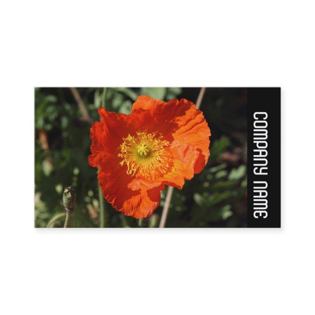 Side Band -  Welsh Poppy (Orange)