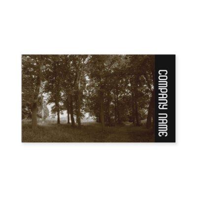 Side Band -  Woods, Bute Park Cardiff