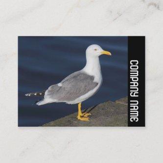 Side Band - Yellow-Legged Gull