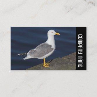 Side Band -  Yellow-Legged Gull