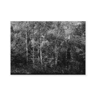 Silver Birch Trees B&W, Mini Photo